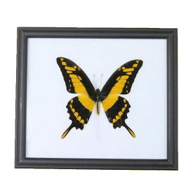 【あす楽】昆虫の標本　世界の蝶　オオタスキアゲハ　Papilio Thous 　【Giant Yellow Stripe Swallowtail】