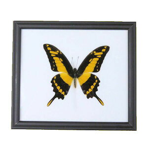 ̕W{@E̒@II^XLAQn@Papilio Thous @yGiant Yellow Stripe Swallowtailz