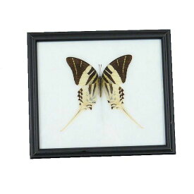 【あす楽】昆虫の標本　世界の蝶　オオオナガタイマイ　graphium androcles 【Giant Swordtail butterfly】
