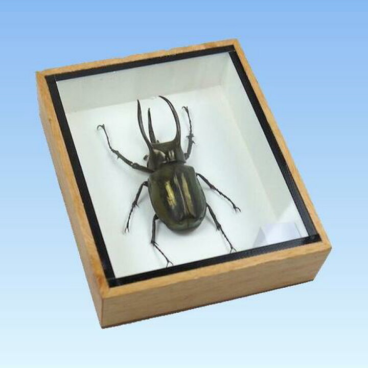 楽天市場】【送料無料】昆虫の標本 アトラスオオカブト Chalcosoma 