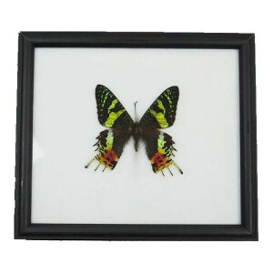 ̕W{@E̒@}_KXJ@jVLIIcoK@Madagascan-Sun set moth@yChysiridia madagascariensisz