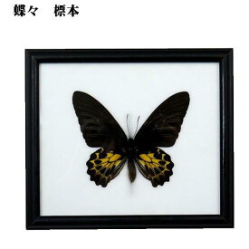 昆虫の標本　キシタアゲハ　Troides aeacus 【Golden Birswing F】【あす楽】