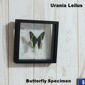 yz֑z̕W{@E̒@ixCAIcoK@Urania leilusyDay flying mothz KXP[X@3D^Cv