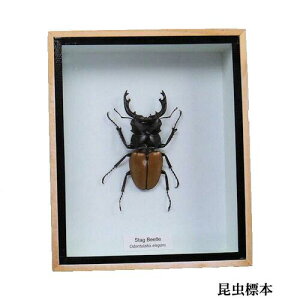 ̕W{@cNK^GKX@Odontolabis elegans