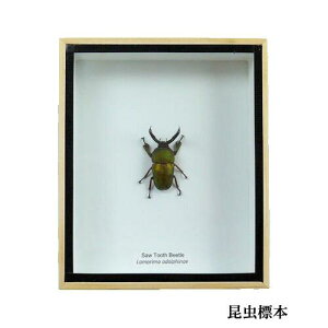 ̕W{@pvALCNK^@lamprima adolphinae