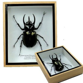 【宅配便送料無料】【あす楽】昆虫の標本　コーカサスオオカブト　Caucasus beetle