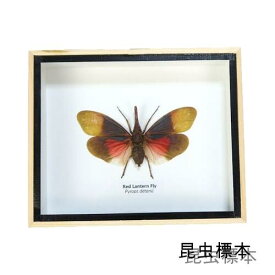 【あす楽】昆虫の標本　デタニテングハゴロモ　Red lantern fly【Pyrops detanii】