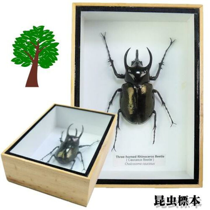 バースデー 記念日 ギフト 贈物 お勧め 通販 コーカサスオオカブト昆虫標本 Www Anavara Com