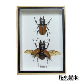 【あす楽】昆虫の標本　ガゼラツヤクワガタ　Stag Beetle