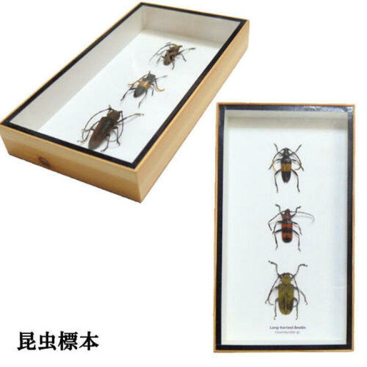 楽天市場】【あす楽】昆虫の標本 カミキリムシ 3匹セット : まんまる 