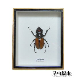 【あす楽】昆虫の標本　ガゼラツヤクワガタ　Stag Beetle