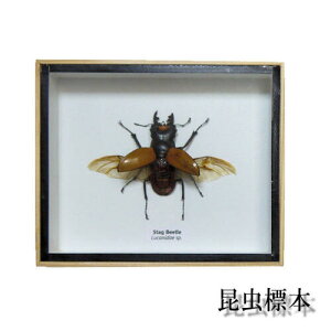 yyz̕W{@K[cNK^@Stag Beetle
