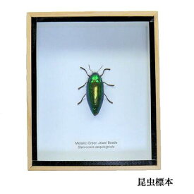 【あす楽】昆虫の標本　ミドリフトタマムシ　sternocera aequisignata