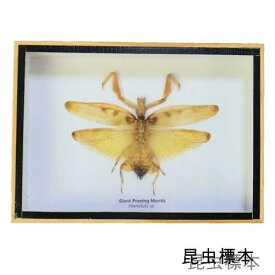 【あす楽】昆虫の標本　ハラビロカマキリ　Giant praying mantis 【Hierodula sp】