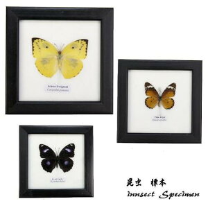 �y���[���։z�����̕W�{�@���T�C�Y�@���E�̃`���E�`���@No1�`18