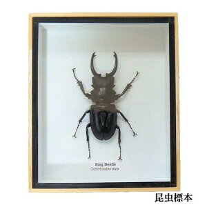 yz֑z̕W{@IjcNK^@odontolabis siva