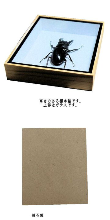 楽天市場】【宅配便送料無料】昆虫の標本 オニツヤクワガタ 