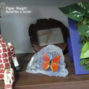 yz֑z{̍̃y[p[EGCg@X@AN̒u@I[ig CeA