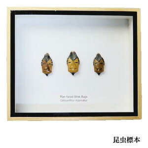 ̕W{@lʃJV@Catacanthus incarnatus