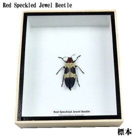 【宅配便送料無料】【あす楽】昆虫の標本　キバネツマルリタマムシ　chrysochroa buqueti【red speckled jewel beetle】