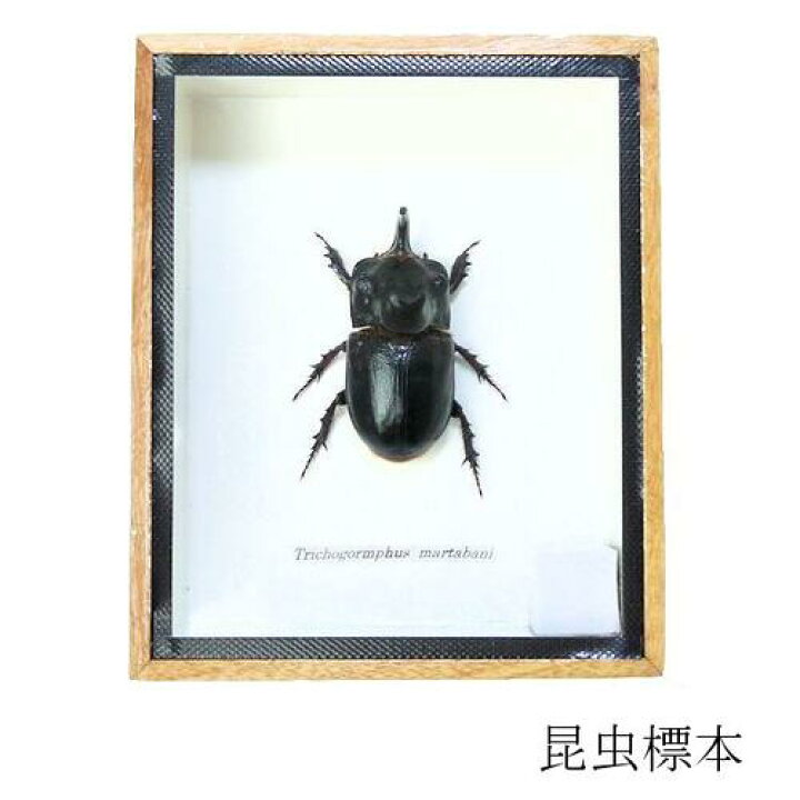 楽天市場】昆虫の標本 メンガタカブト Trichogormphus martabani 
