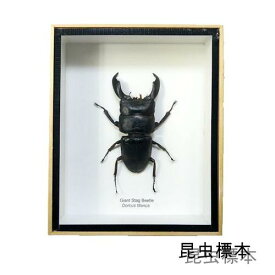 【宅配便送料無料】【あす楽】昆虫の標本　ヒラタクワガタ　Dorcus titanus