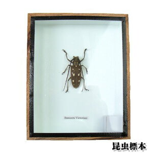 ̕W{@rNgAVXWJ~L@iA^CvjLong-Horned Beetle Batocera Victoriani