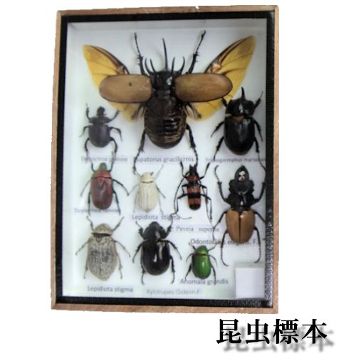 楽天市場】昆虫の標本 世界のクワガタなど 8〜11匹 (小大)【あす楽