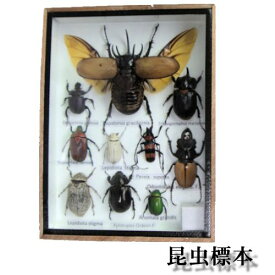 昆虫の標本　世界のクワガタなど　8〜11匹　(小大)【あす楽】