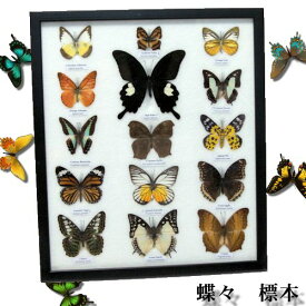 【あす楽】【宅配便送料無料】昆虫の標本　世界のチョウチョ　15頭　(大)