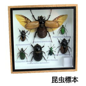 昆虫の標本　世界のクワガタなど　6〜9匹　(小)【あす楽】