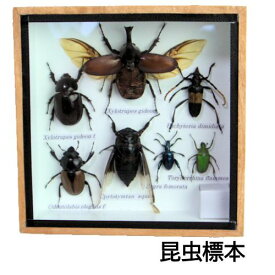 昆虫の標本　世界のクワガタなど　6〜9匹　(小)【あす楽】