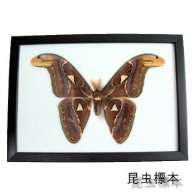 【あす楽】昆虫の標本　アタカスアトラス　Attacus Atlas Moth (atlas moth)