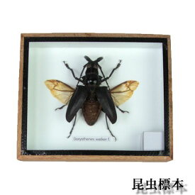 【あす楽】昆虫の標本　シャムオオキバノコギリカミキリ　Dorysthenes walkeri