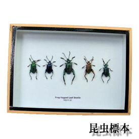 【あす楽】昆虫の標本　モモブトハムシ　5匹セット　Frog-legged leaf beetle　sagra sp