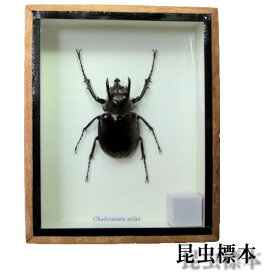 【あす楽】昆虫の標本　アトラスオオカブト Chalcosoma atlas