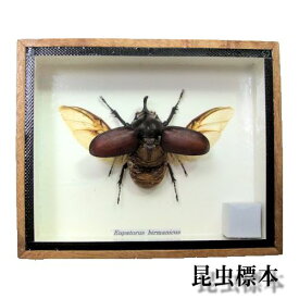 【あす楽】昆虫の標本　ビルマゴホンツノカブト　Eupatorus birmanicus