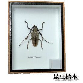 【あす楽】昆虫の標本　ビクトリアンシロスジカミキリ　（Bタイプ）Long-Horned Beetle Batocera Victoriani