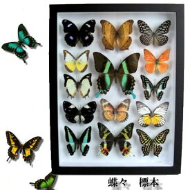 【宅配便送料無料】【あす楽】昆虫の標本　蝶の標本　14匹セット　ブラックorホワイトフレーム　3Dタイプ