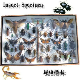 【宅配便送料無料】昆虫の標本　世界のクワガタなど　35〜45匹　(特大)