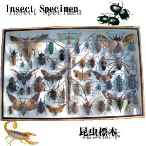 yz֑z̕W{@ẼNK^Ȃǁ@35`45C@()