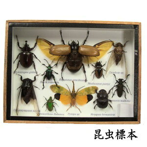 ̕W{@ẼNK^Ȃǁ@10`11C@()