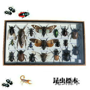 yz֑z̕W{@ẼNK^Ȃǁ@15`25C@()