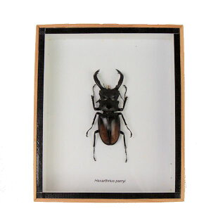 ̕W{@p[t^}^NK^@Hexarthrius parryi