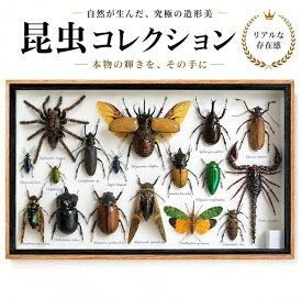 【宅配便送料無料】昆虫の標本　世界のクワガタなど　15〜25匹　(大)