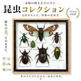 【送料無料】昆虫の標本　世界のクワガタなど　6〜9匹　(小)