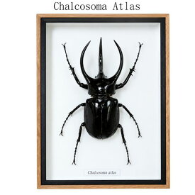 昆虫の標本　アトラスオオカブト 超大型　約10cm以上　Chalcosoma atlas