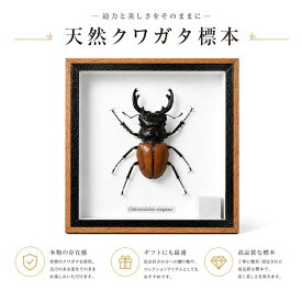 昆虫の標本　ツヤクワガタエレガンス　Odontolabis elegans