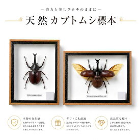 昆虫の標本　ヒメカブト　xylotrupes gideon