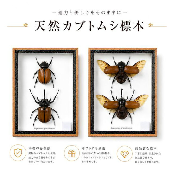 楽天市場】昆虫の標本 ゴホンヅノカブトムシ ペア Eupatorus 